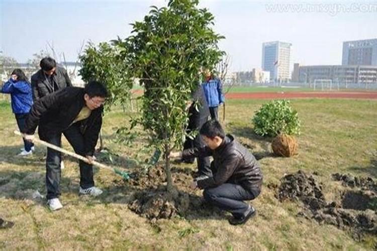 梦见植树是什么预兆