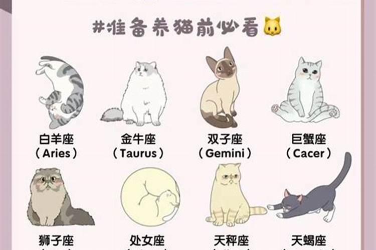 十二星座代表猫咪的名字