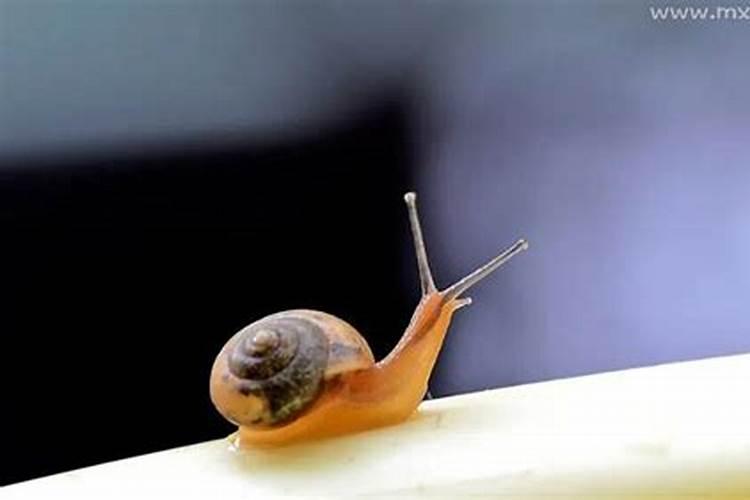 梦到蜗牛是什么意思周公解梦