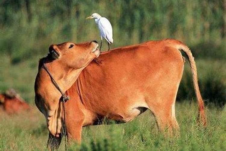 牛和马婚姻幸福吗