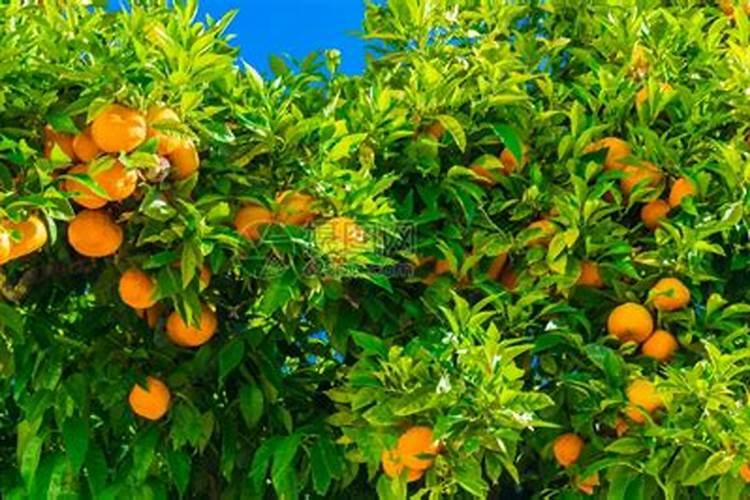 梦到橙子树上好多橙子