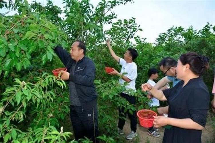 梦见摘桑树叶子