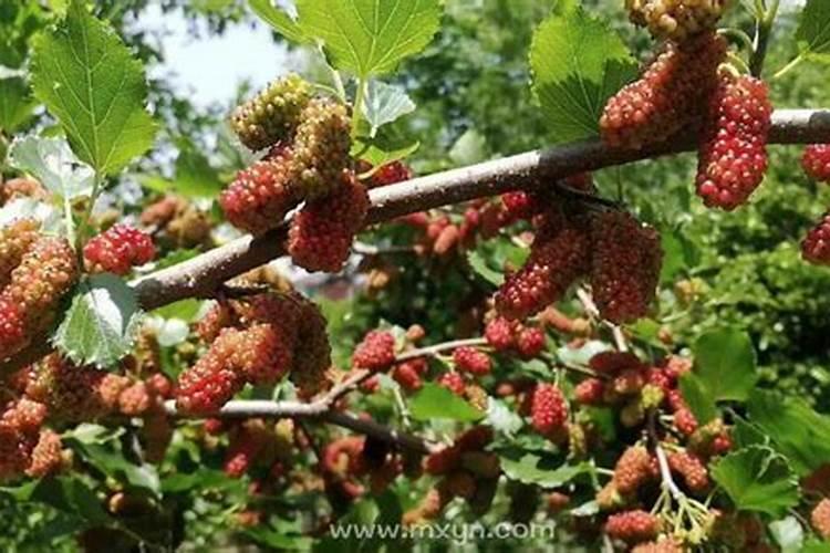 梦见桑树枝繁叶茂