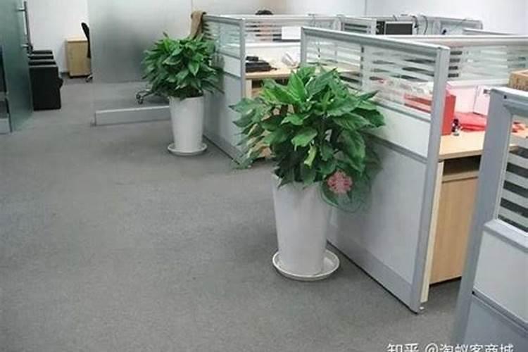 办公室放什么大植物好养又风水好