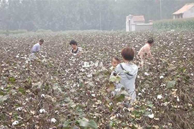 梦见棉花地里摘棉花