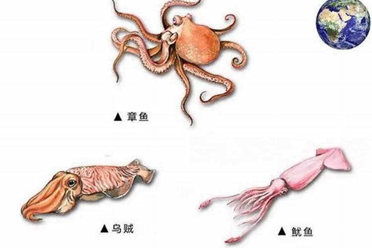 章鱼是特解什么生肖