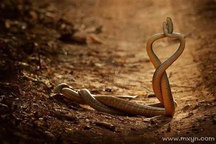 孕妇梦见两条蛇代表什么
