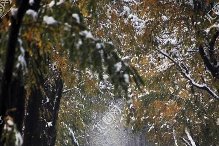 梦到雪后美丽的雪景