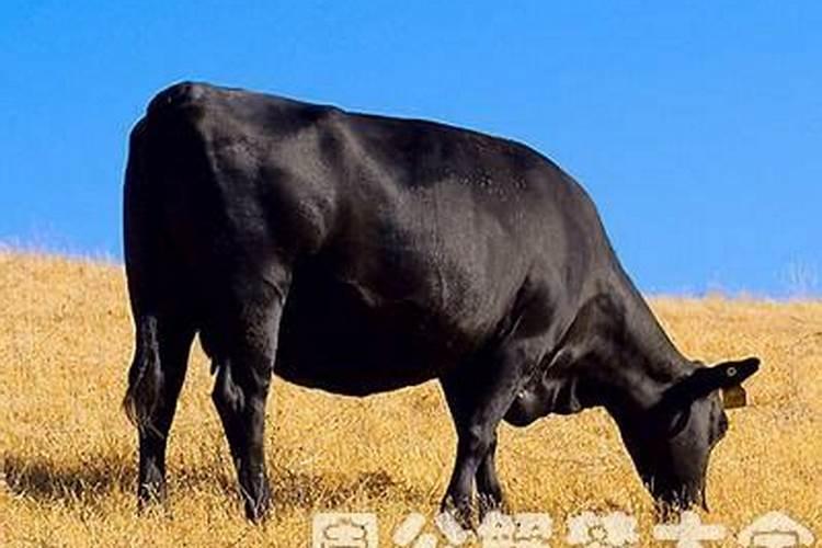 梦见黑牛是什么意思