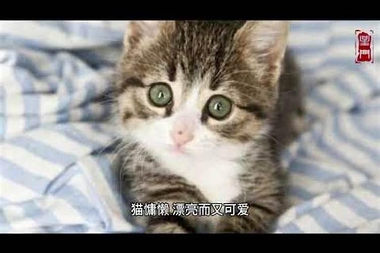 梦见小猫是什么意思三个规定