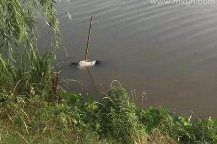 梦见黑色的猩猩