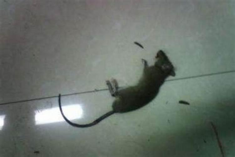 梦见老鼠被自己打死了