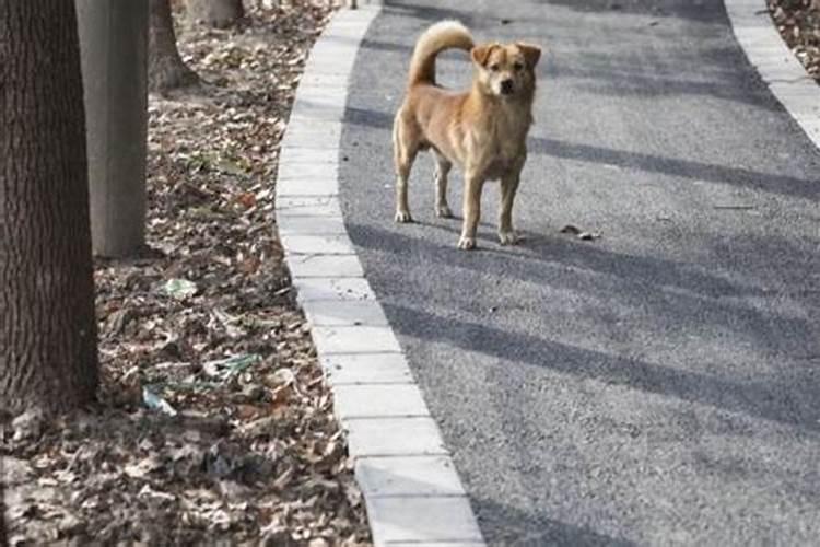 孕期做梦梦到老鼠是什么意思周公解梦