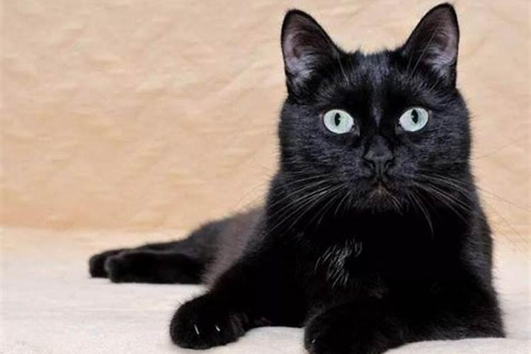 梦见黑猫是什么意思周公解梦