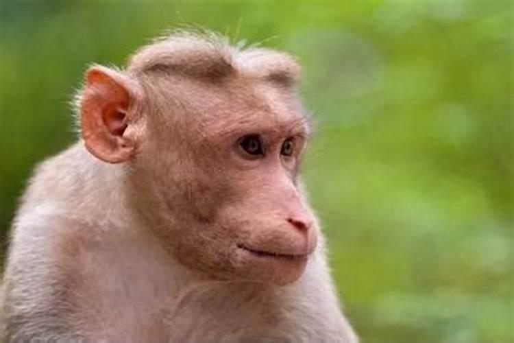 属猴人2023年犯太岁吗？