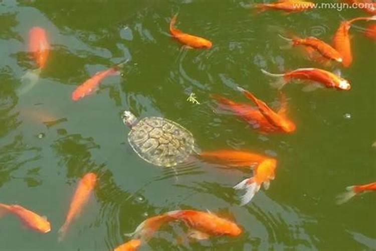梦见水里有鱼和乌龟