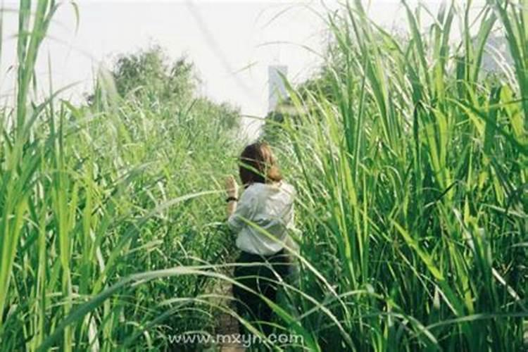 女人梦见身上沾屎预兆什么