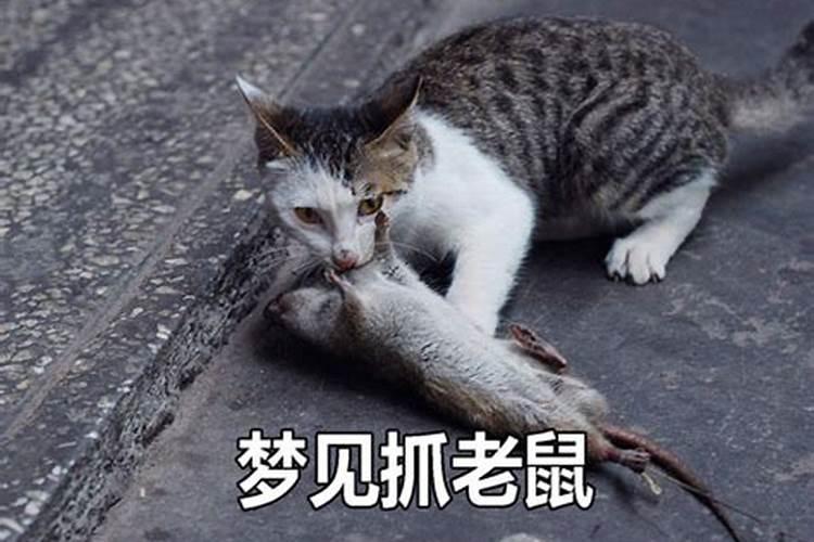 猪宝宝旺什么生肖的父母