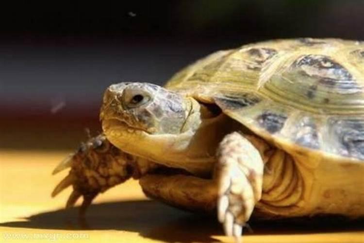 梦见超大乌龟是什么意思呢