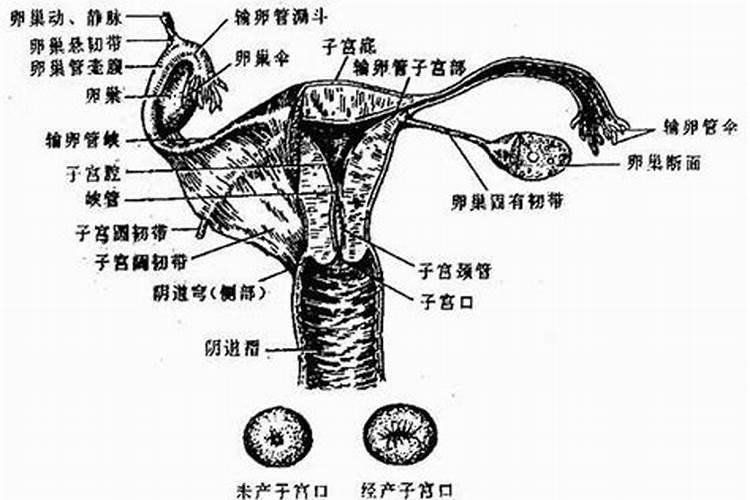 生肖兔适合佩戴什么首饰好