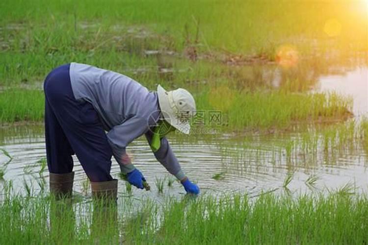 梦见地上好多黄土什么意思啊解梦