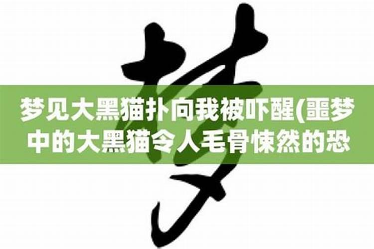 2023年癸卯兔年五行属什么