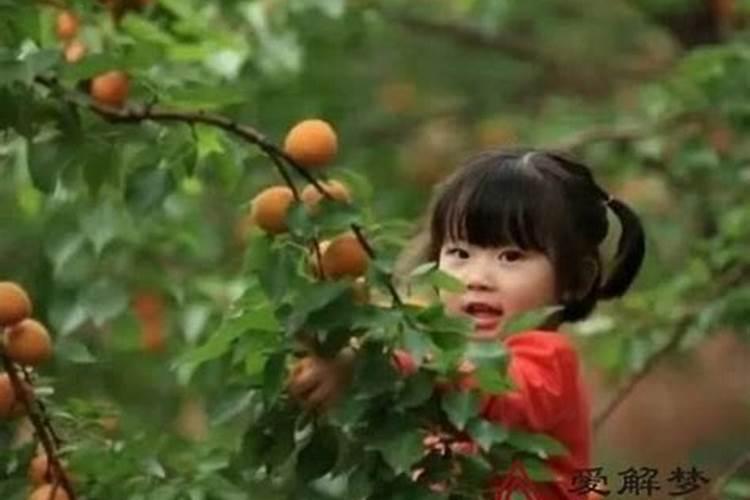 梦见摘杏子是什么意思吃