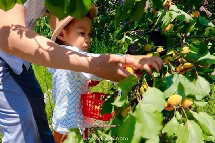 梦见摘杏子是什么意思孕妇女