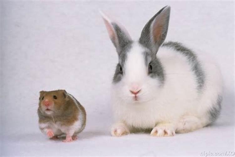老鼠和兔子八字合吗