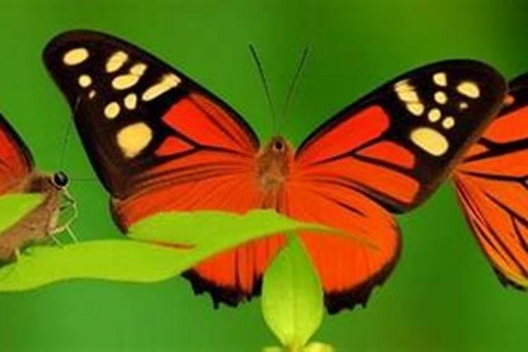 蝴蝶代表什么生肖