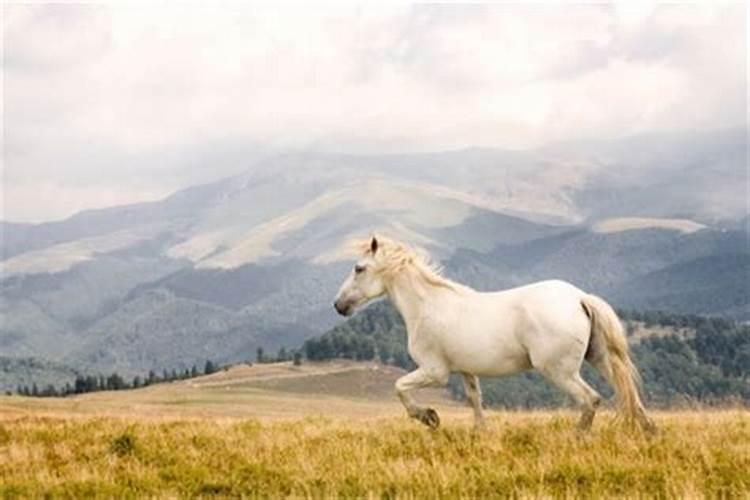 女人梦见一匹白马有什么说法