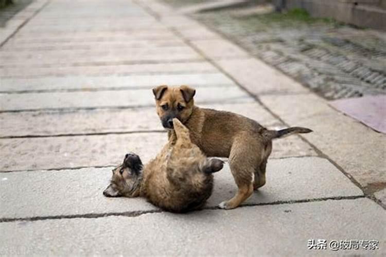 孕妇做梦梦到妈妈死了是什么征兆