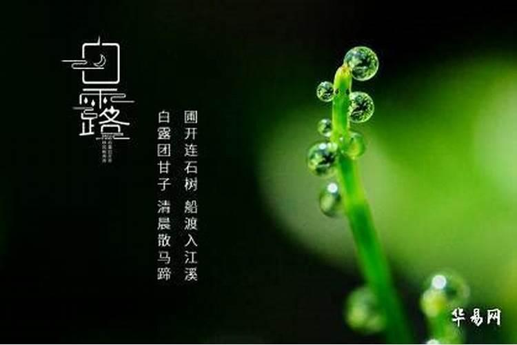 白调花露是什么生肖