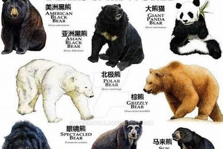 动物熊五行属什么