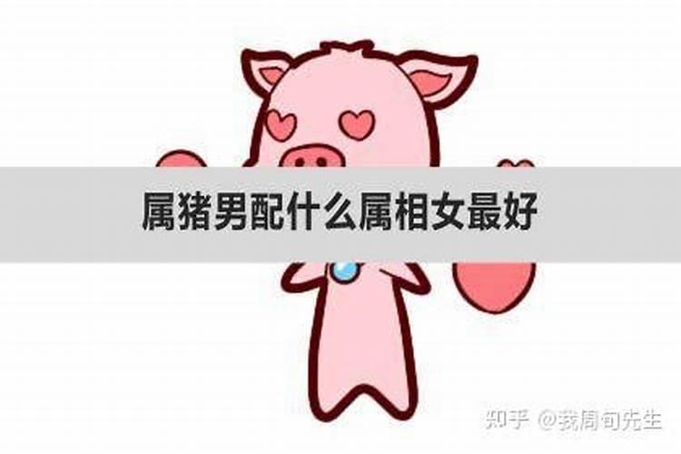 属猪男感情最注重什么