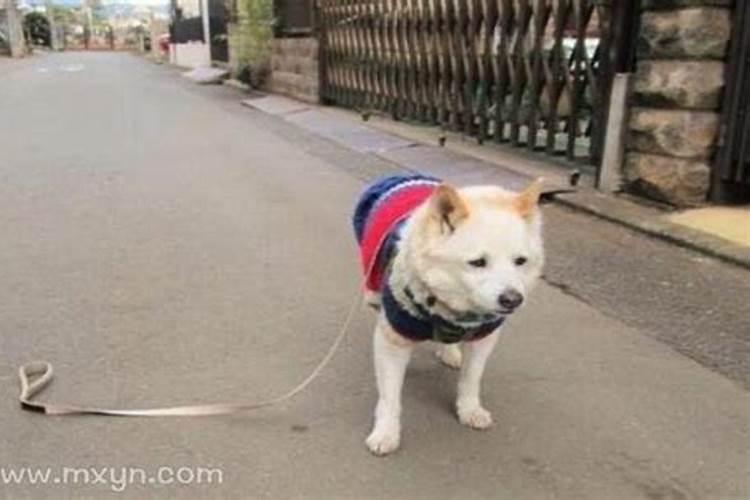 生肖鸡的出生年份表