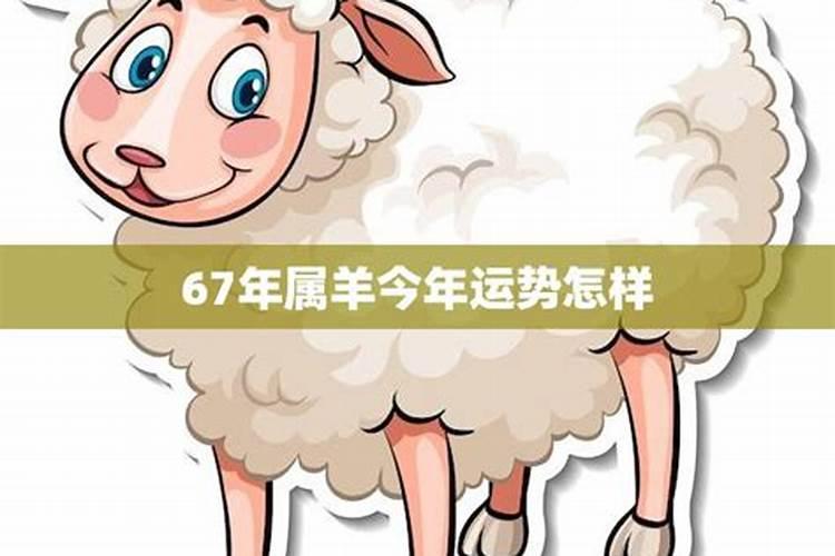 生肖属羊今年运势查询