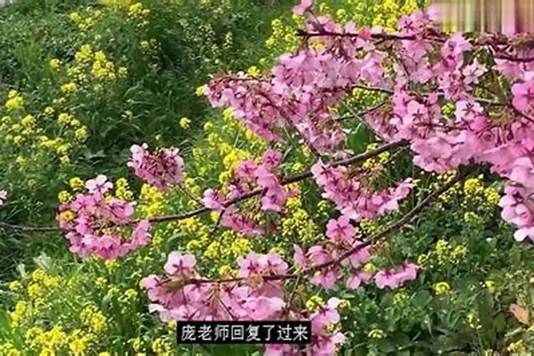 已婚女人梦见一双白鞋带子烧着了