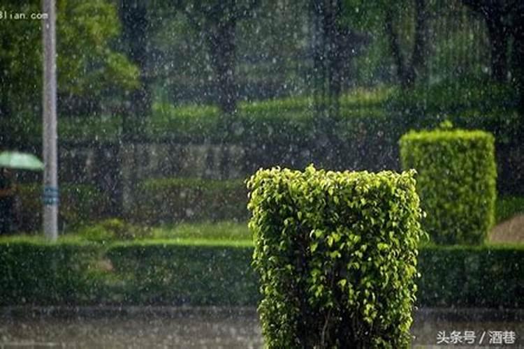 本命年女人梦见下雨什么预兆