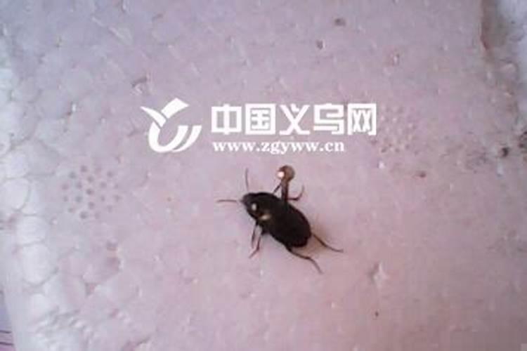 梦见黑色的虫子是什么意思