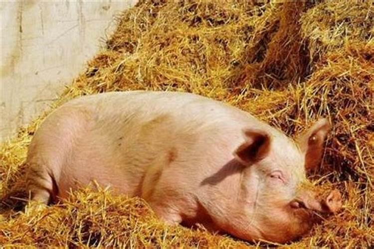 梦见猪是什么意思梦见三条猪在吃食