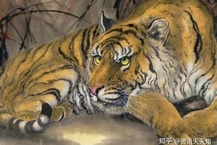 孕妇梦见猫死了是什么意思周公解梦