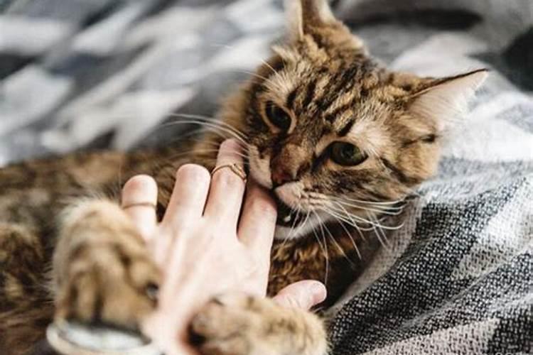 梦见女人献殷勤是什么意思