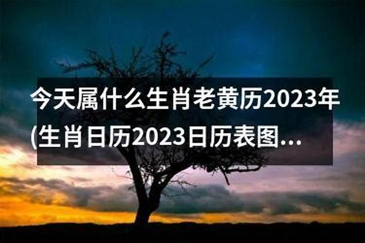 今天31属什么生肖