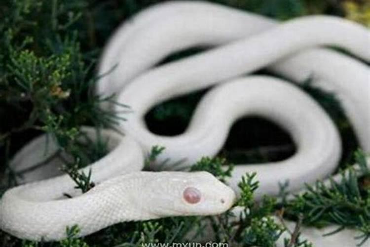 梦见白蛇是什么意思女人