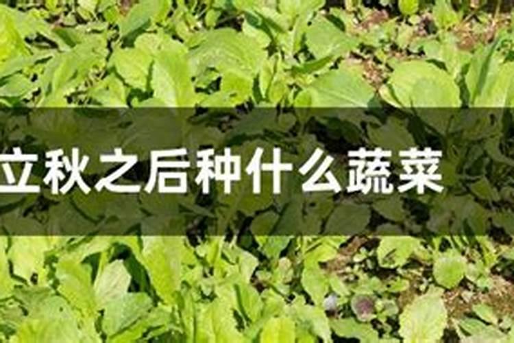 立秋后几月份种青菜