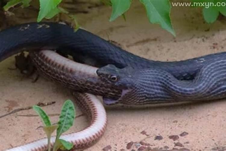 孕妇梦到小黑蛇是什么意思