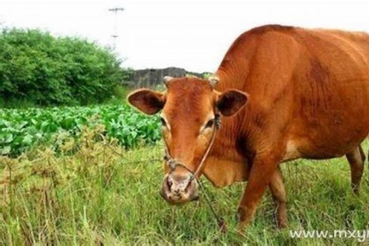 本命年犯太岁什么意思属鸡男