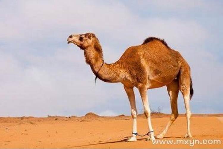 梦见骆驼是什么兆头腿长