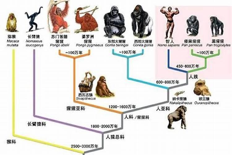 前人种树是什么生肖动物